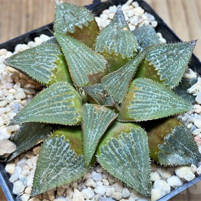 SH3690 Haworthia ‘Bev’s wonder’ hybrid