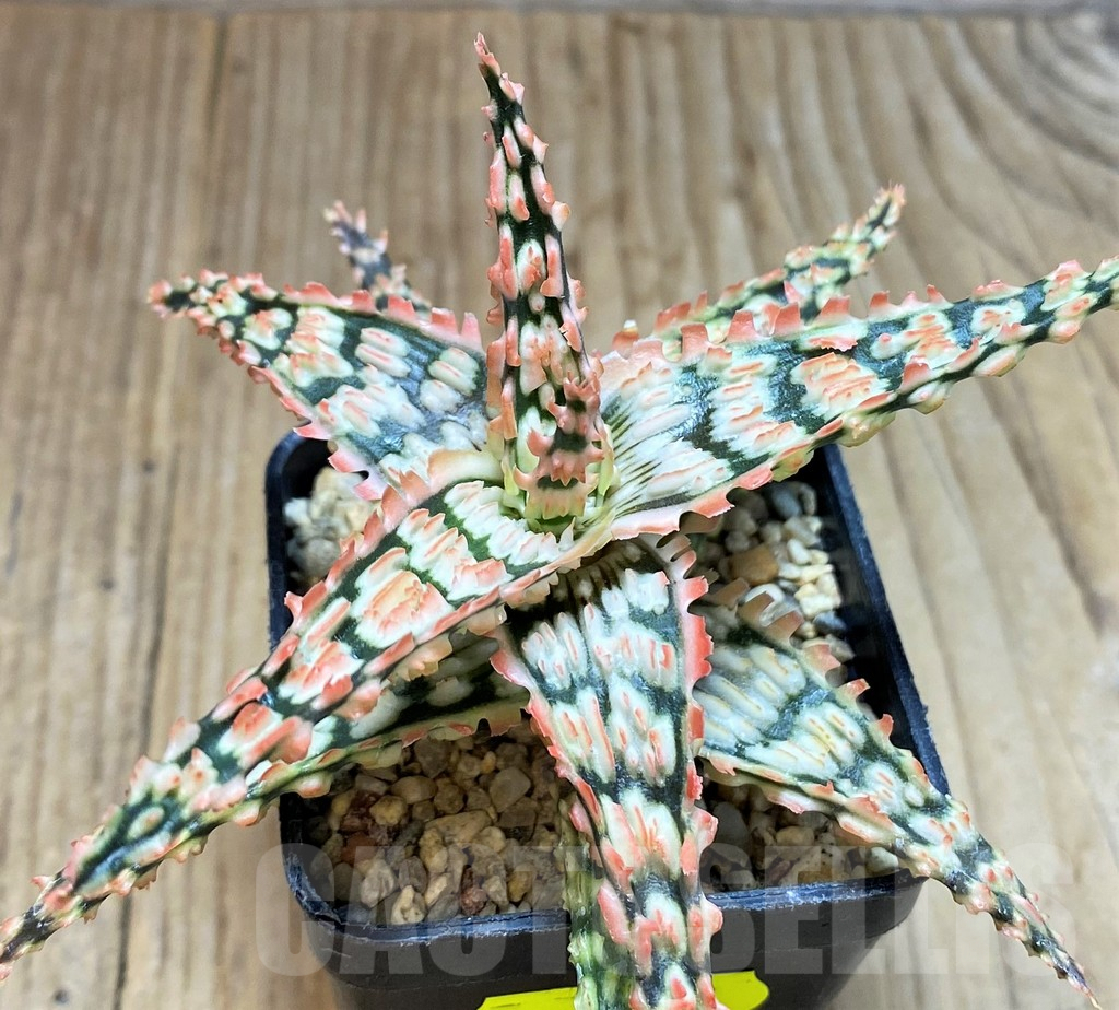 SH3692 Aloe TCT hybrid - Image 2