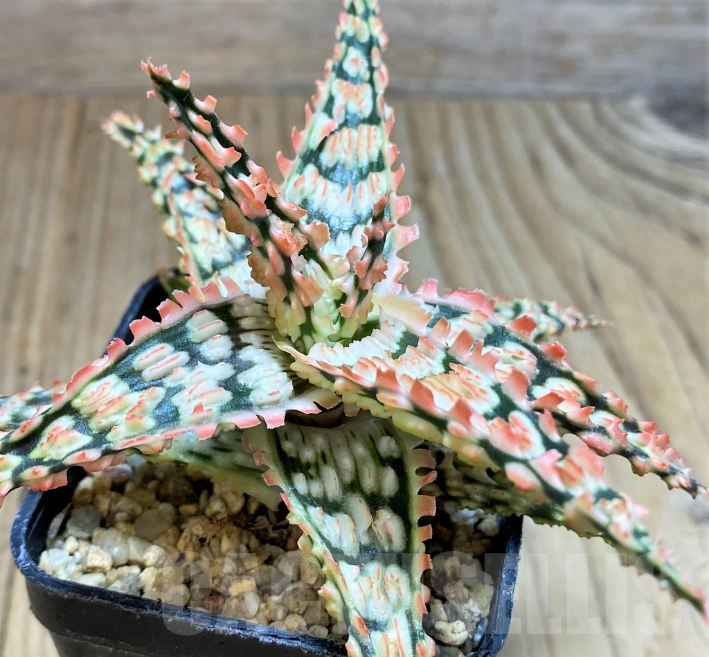 SH3692 Aloe TCT hybrid