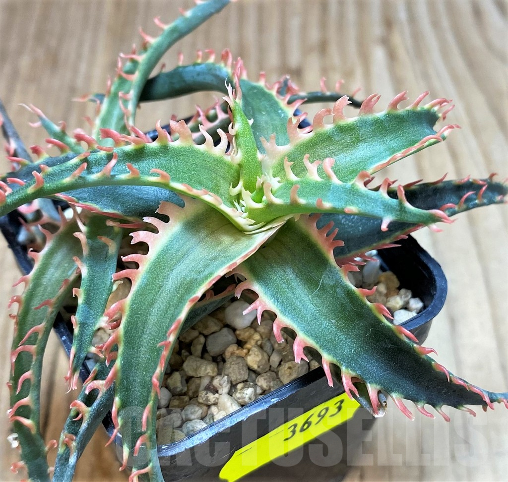 SH3693 Aloe TCT hybrid