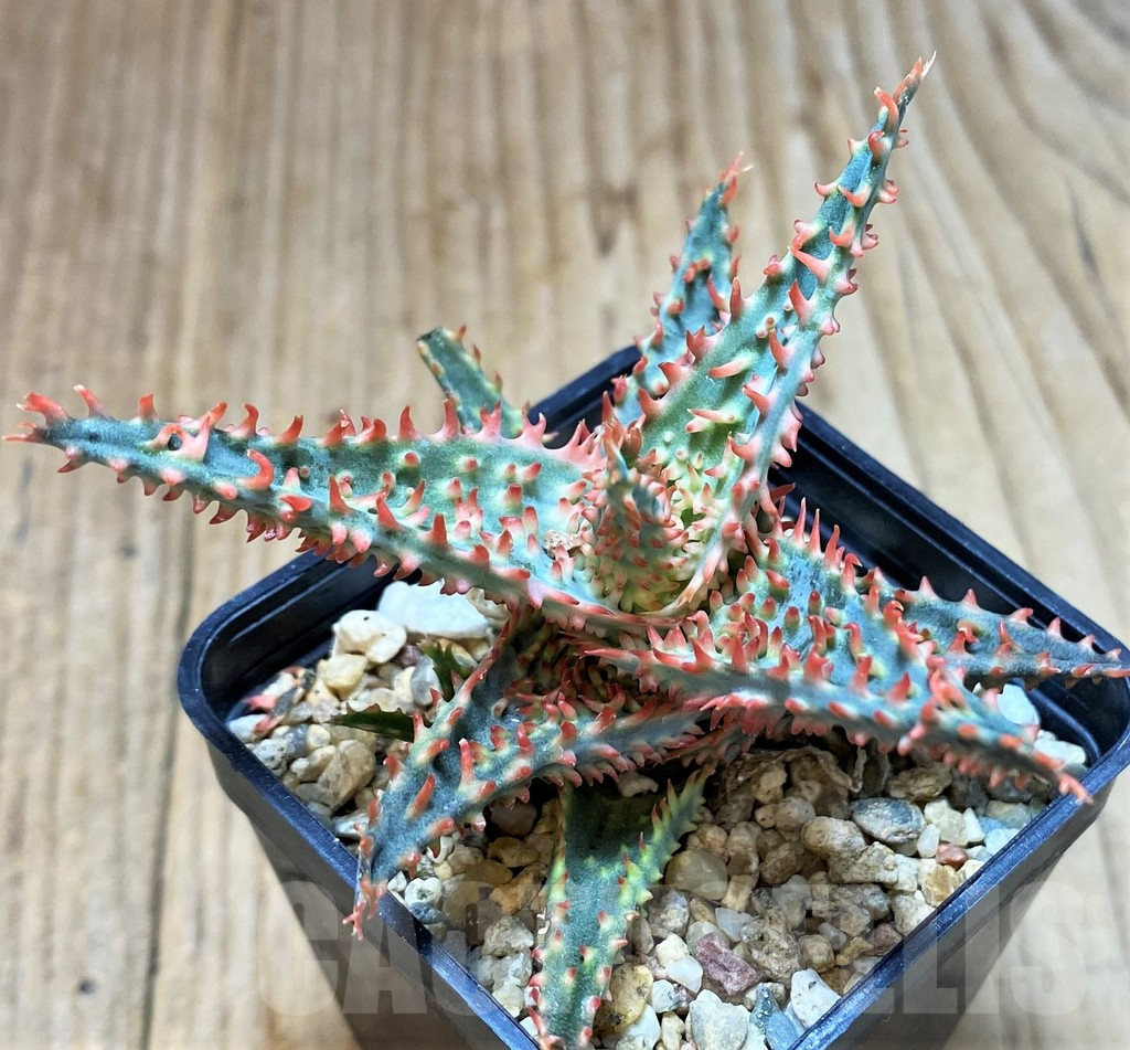 SH3695 Aloe TCT hybrid - Image 3