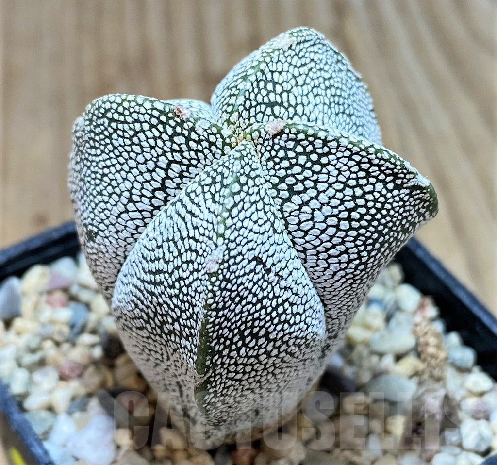 SH3671 Astrophytum myriostigma 'Onzuka' f. quadricostatum