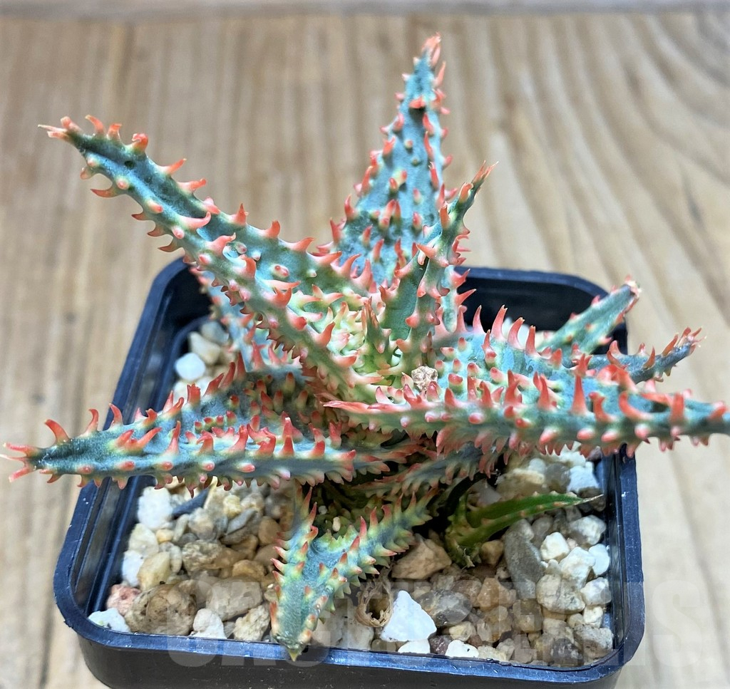 SH3695 Aloe TCT hybrid - Image 2