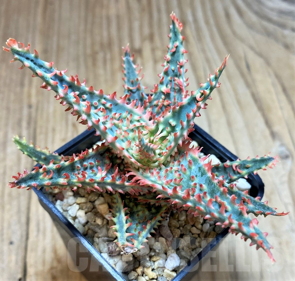 SH3696 Aloe TCT hybrid - Image 2
