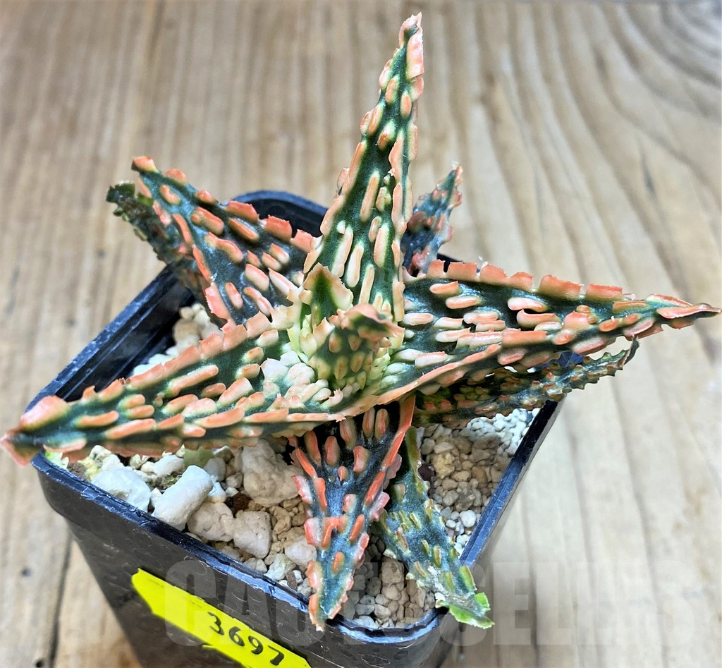 SH3697 Aloe TCT hybrid - Image 2