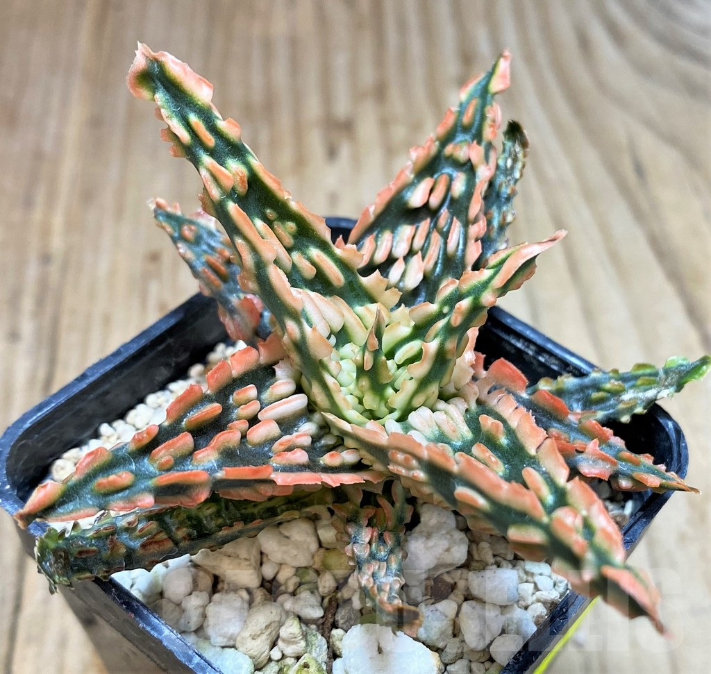 SH3697 Aloe TCT hybrid