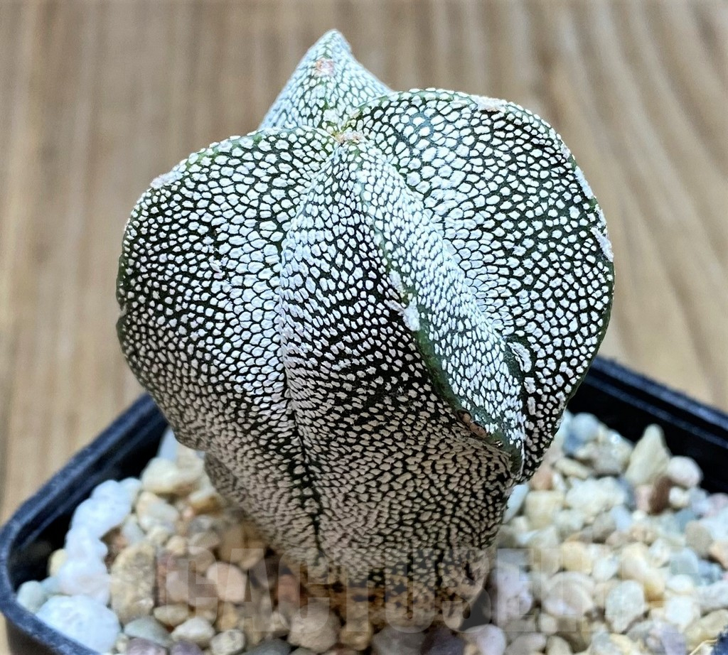 SH3671 Astrophytum myriostigma 'Onzuka' f. quadricostatum - Image 2