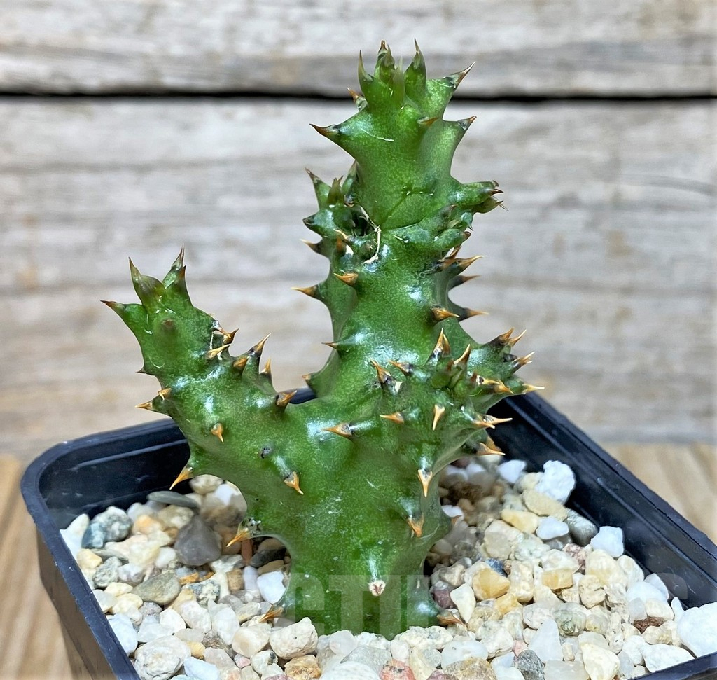 SH3699 Edithcolea grandis - Image 2
