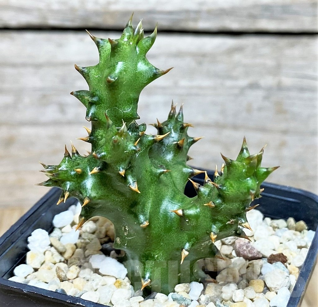 SH3699 Edithcolea grandis