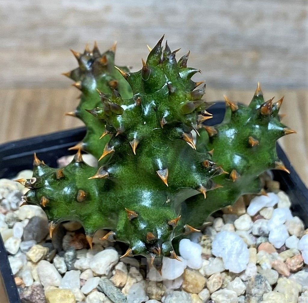 SH3700 Edithcolea grandis - Image 2