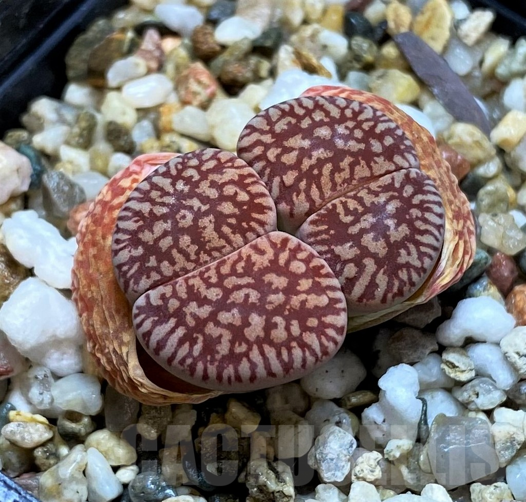 SH3941 Lithops aucampiae ‘Red Daniels Kuil’