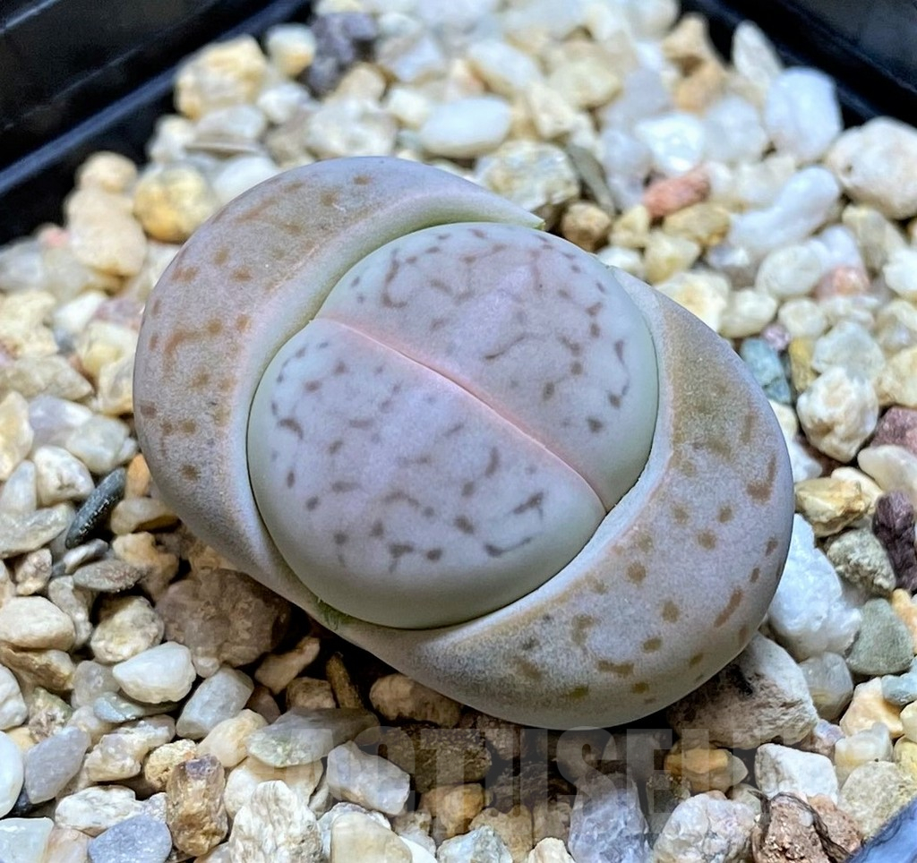 SH3942 Dinteranthus vanzylii