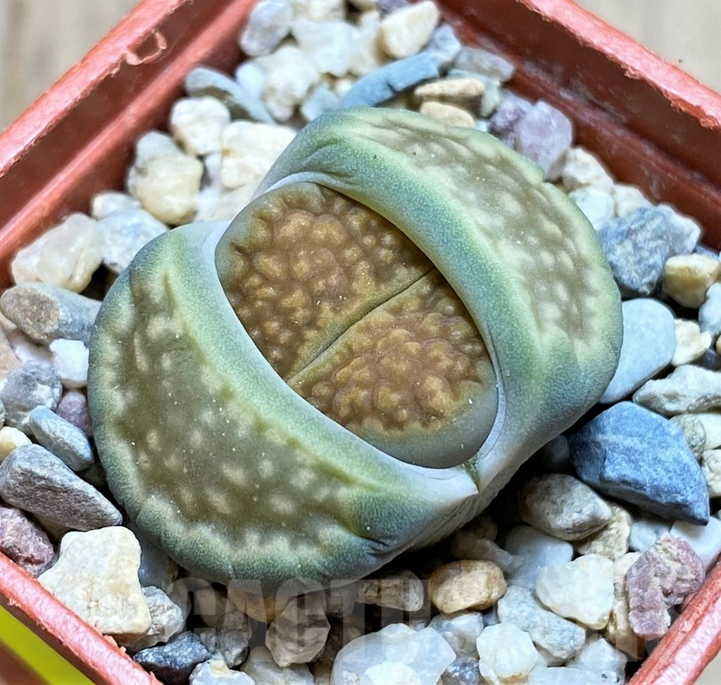 SH3956 Lithops hallii v. ochracea C111A