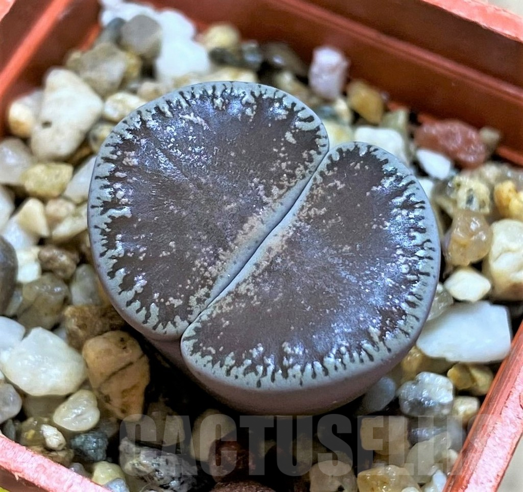 SH3960 Lithops lesliei v. venteri 'Maraisii' C153
