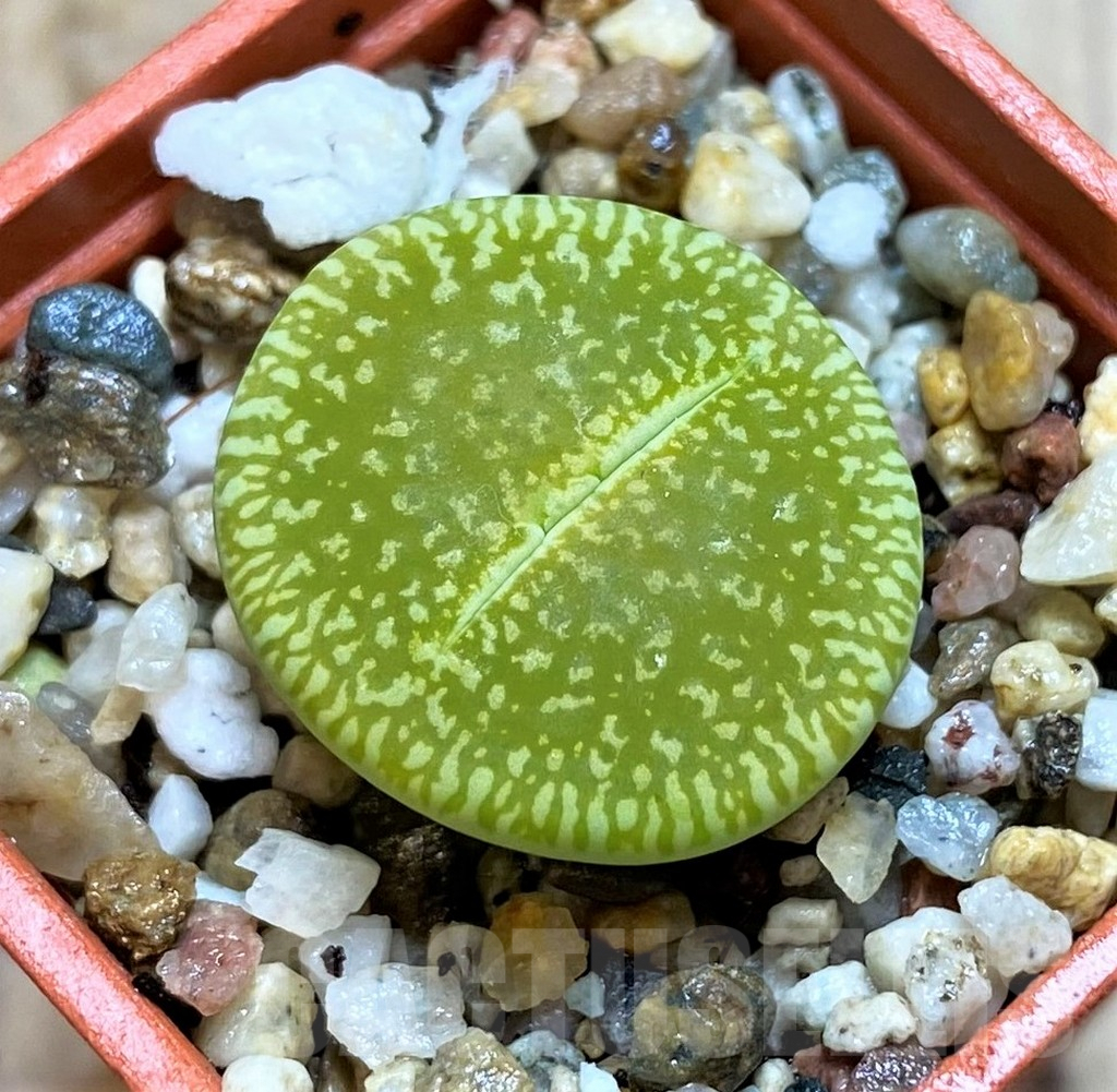 SH3965 Lithops aucampiae 'Bella Ketty' C48A