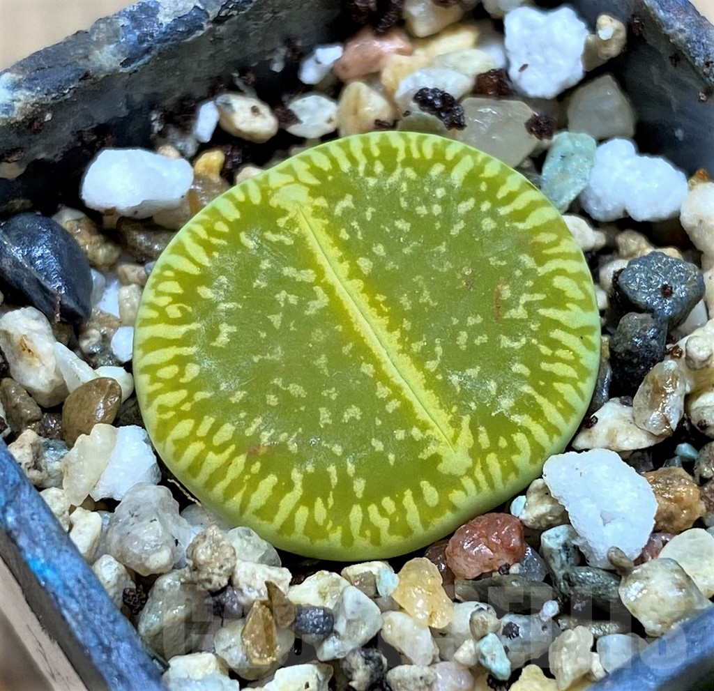 SH3966 Lithops aucampiae 'Bella Ketty' C48A