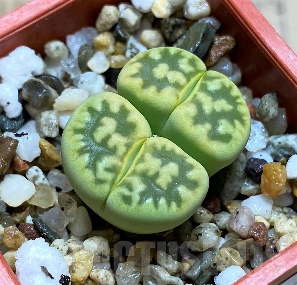 SH3972 Lithops bella 'Green vermilion'