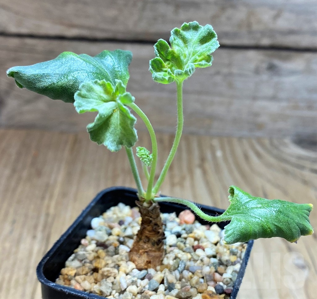 SH3979 Pelargonium crassicaule -Luberitz, Namibia- - Image 2