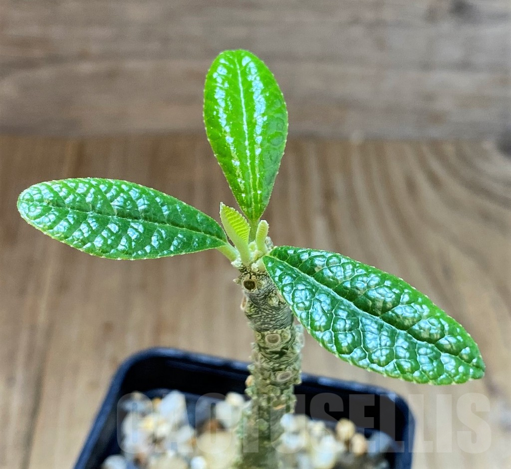 SH4025 Dorstenia gigas