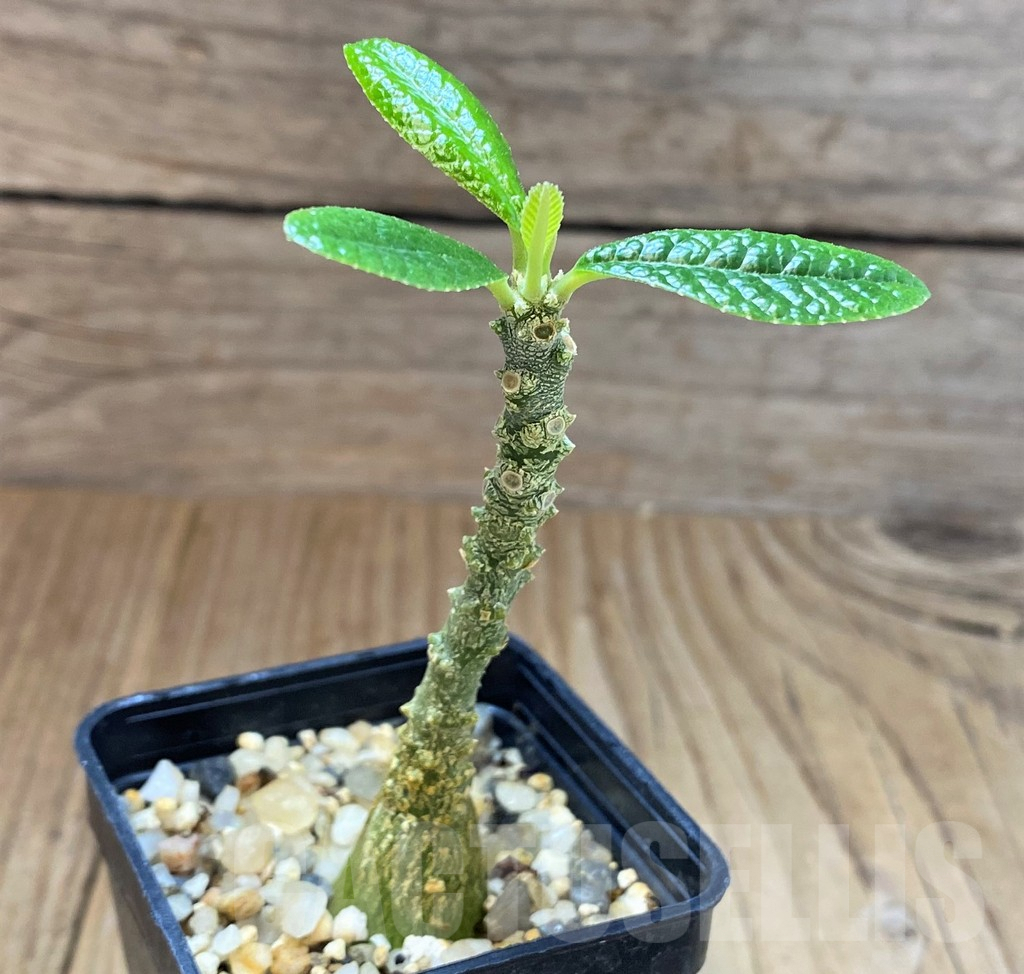 SH4025 Dorstenia gigas - Image 2