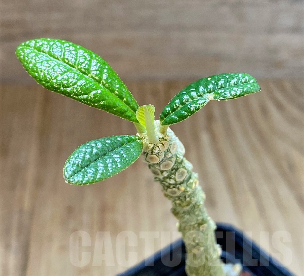 SH4026 Dorstenia gigas