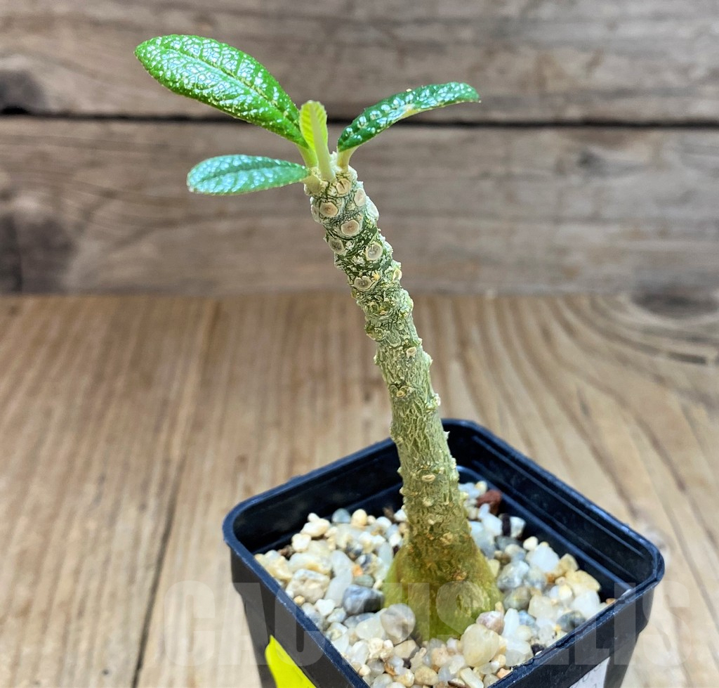 SH4026 Dorstenia gigas - Image 2