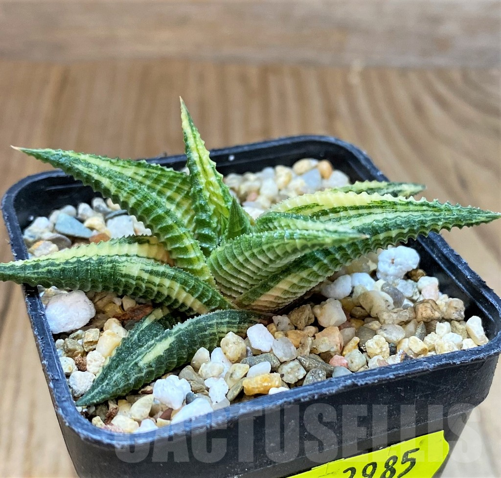 SH3985 Haworthia limifolia f. variegata - Image 2