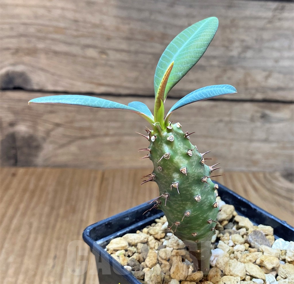 SH4034 Euphorbia pachypodioides - Image 2