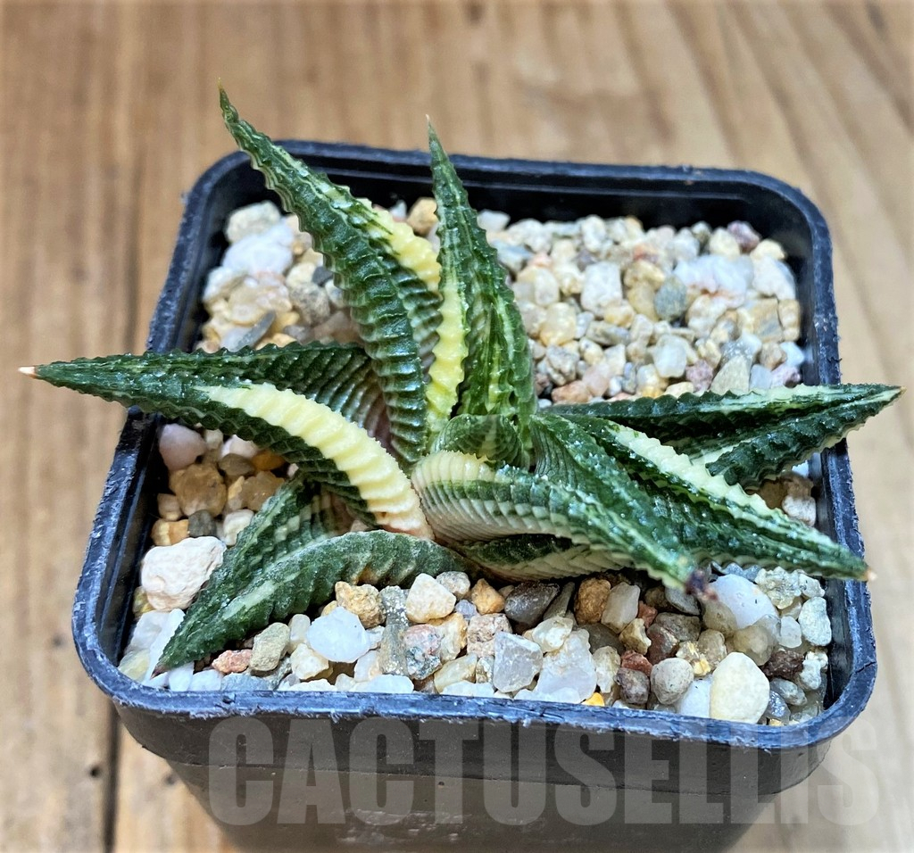 SH3987 Haworthia limifolia f. variegata - Image 2