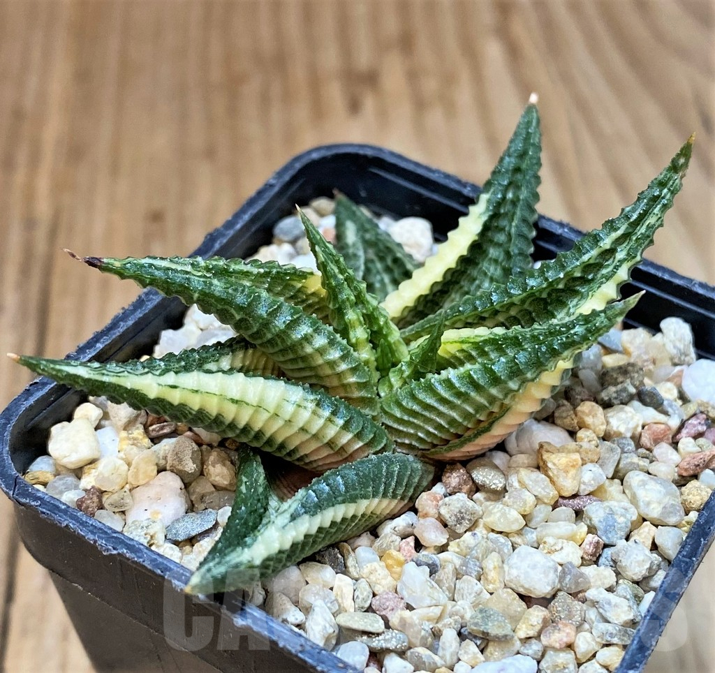 SH3987 Haworthia limifolia f. variegata