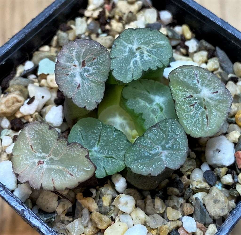 SH3990 Haworthia maughanii 'Purple Rice Wife Vientiane' - Image 2
