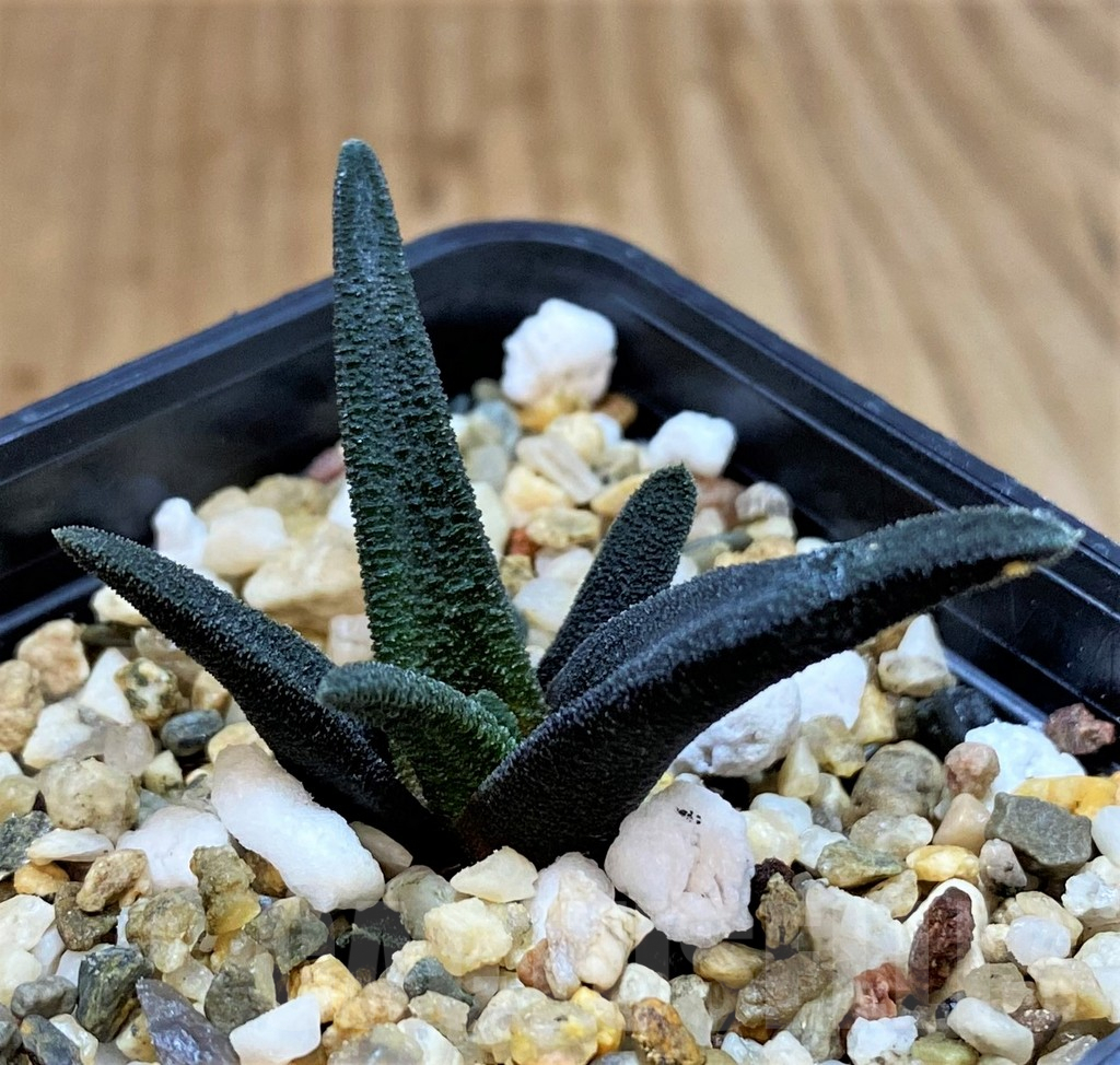 SH3992 Haworthia sordida - Image 2