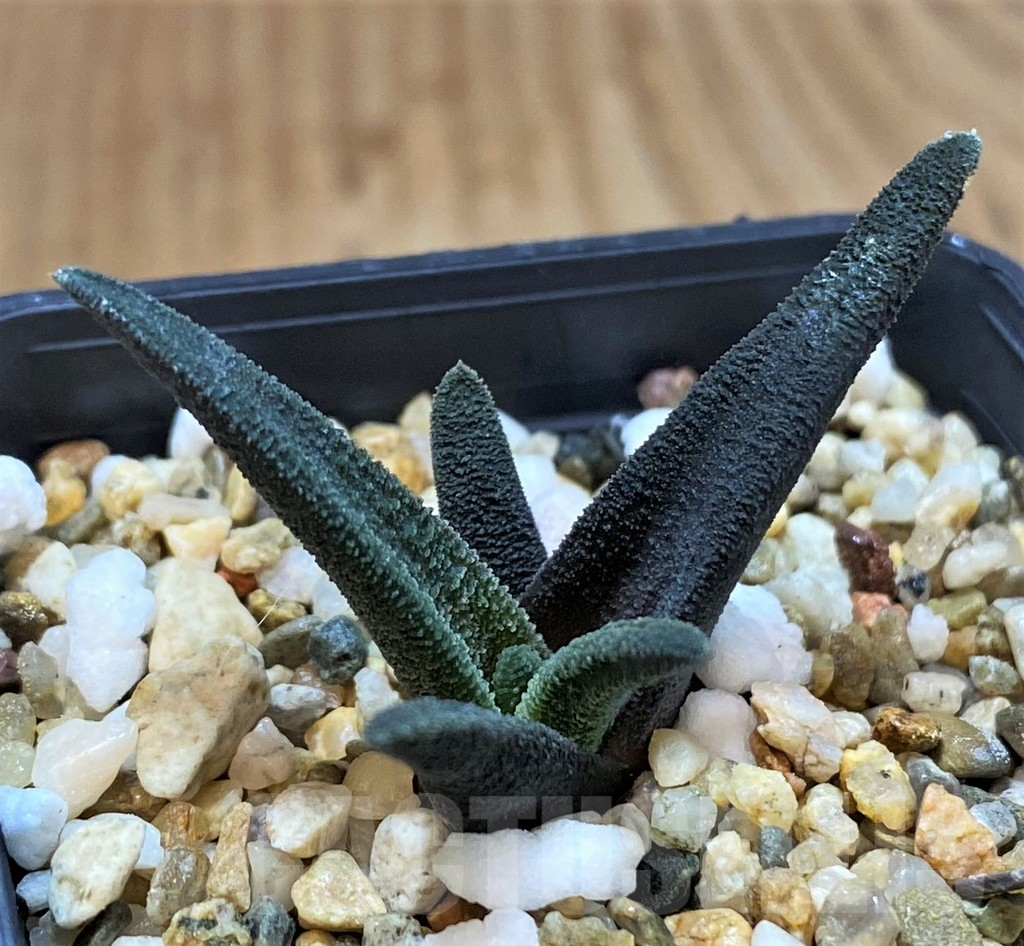 SH3992 Haworthia sordida