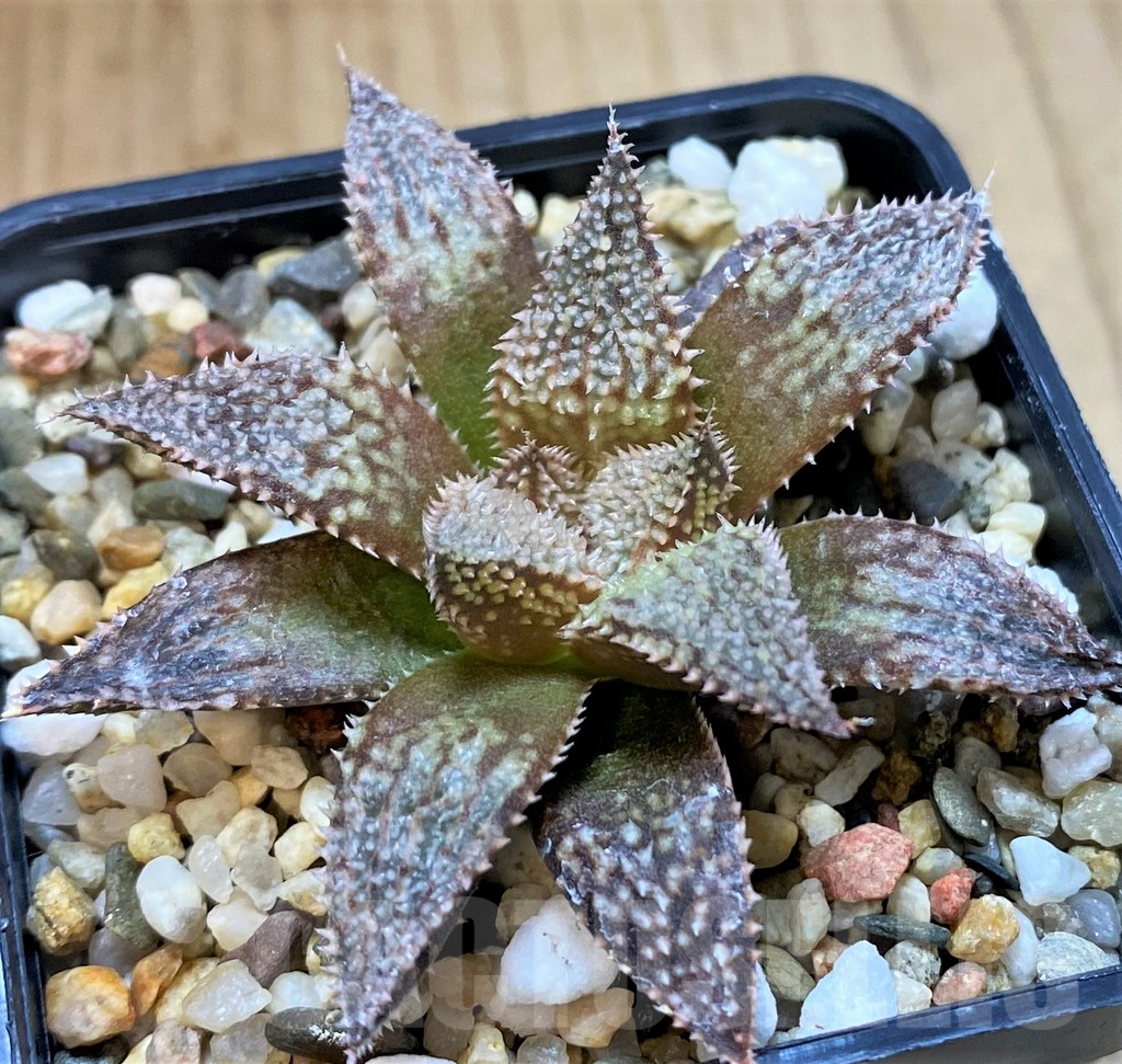 SH4004 Haworthia wimii hybrid -Japan- - Image 2