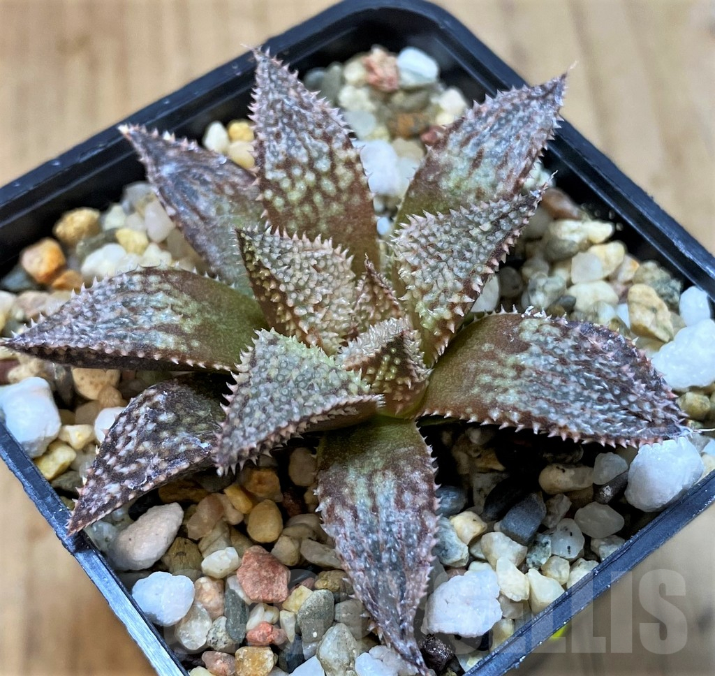 SH4004 Haworthia wimii hybrid -Japan-