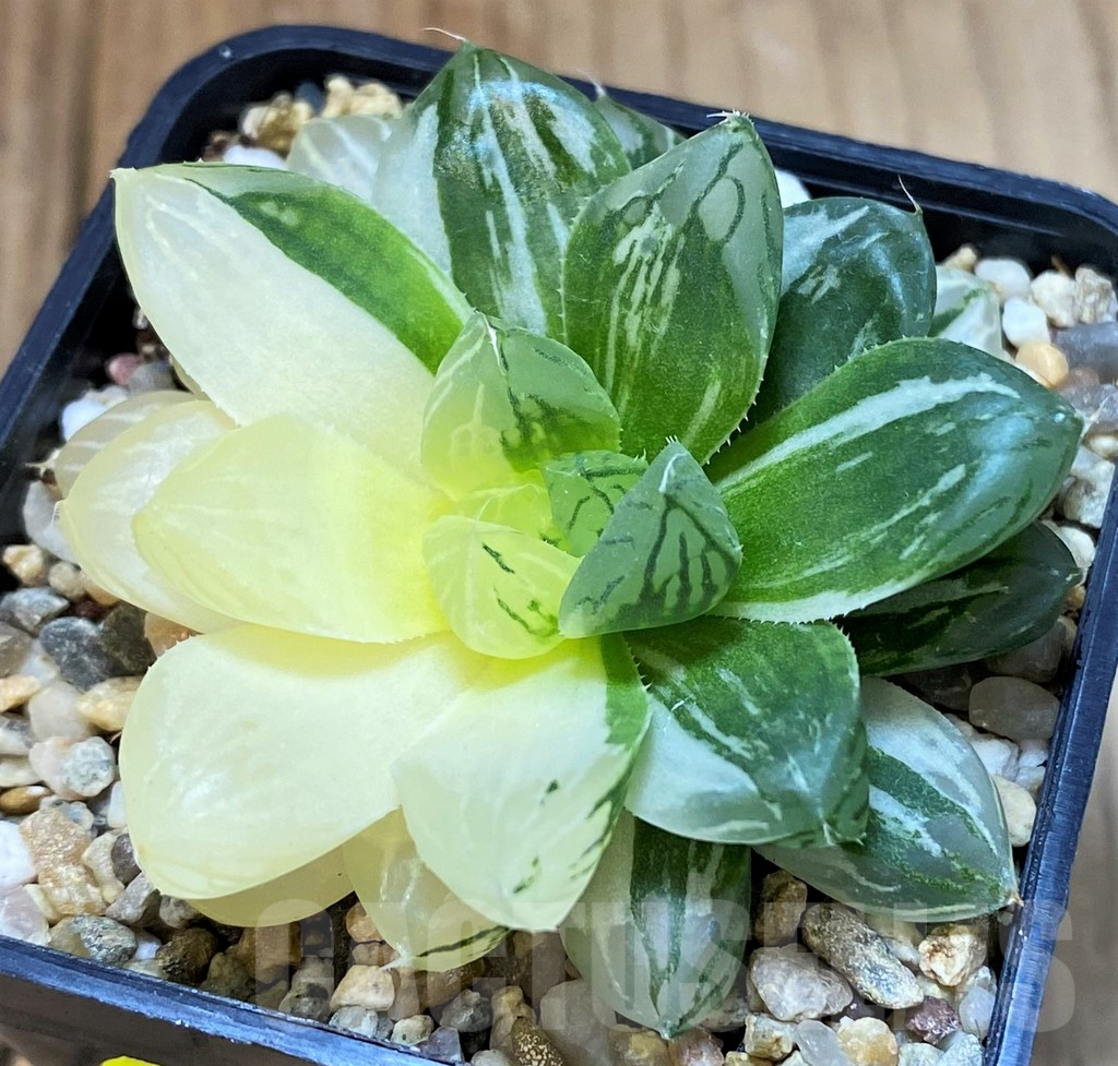 SH4008 Haworthia obtusa ‘Marin’ f. variegata - Image 2