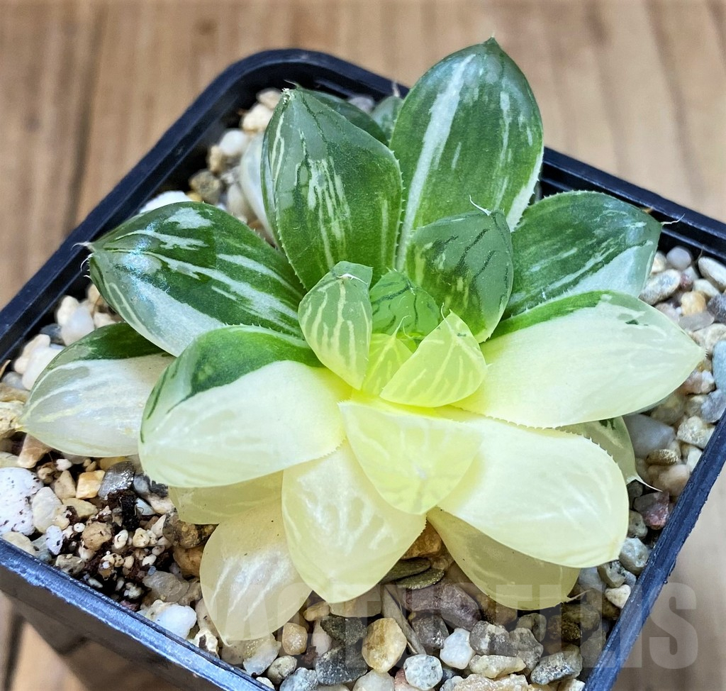SH4008 Haworthia obtusa ‘Marin’ f. variegata