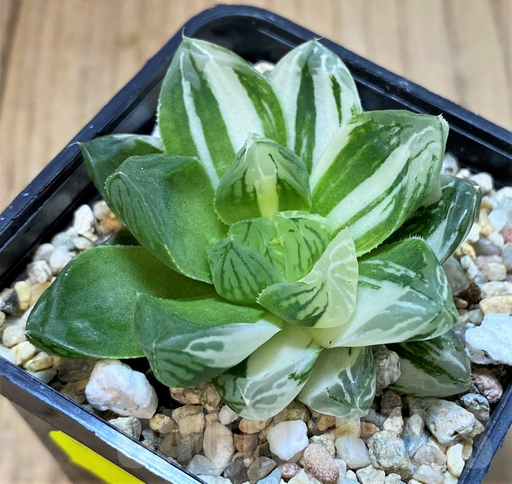 SH4009 Haworthia obtusa ‘Marin’ f. variegata - Image 2