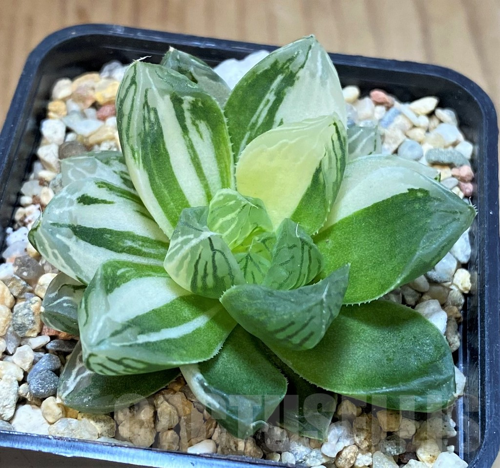 SH4009 Haworthia obtusa ‘Marin’ f. variegata