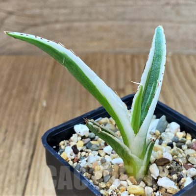 SH4010 Agave victoriae-reginae 'White Rhino'