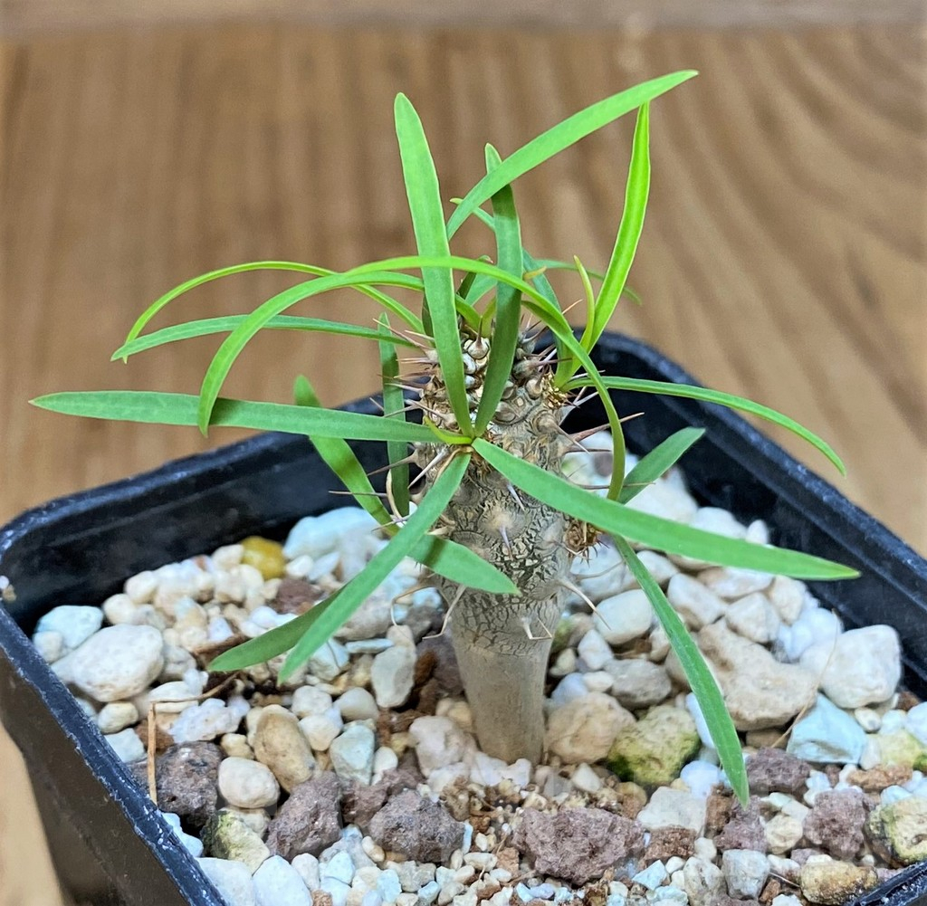 SH4012 Euphorbia gottlebei