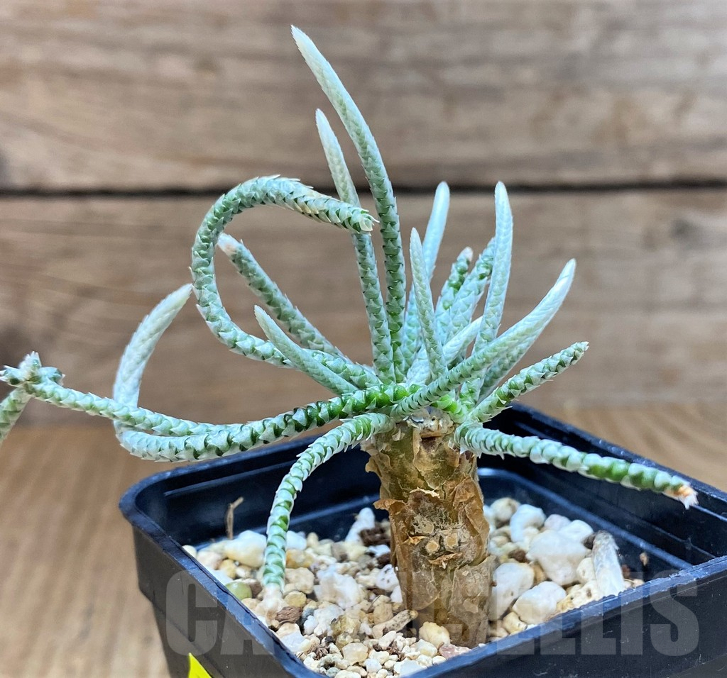 SH4013 Avonia quinaria