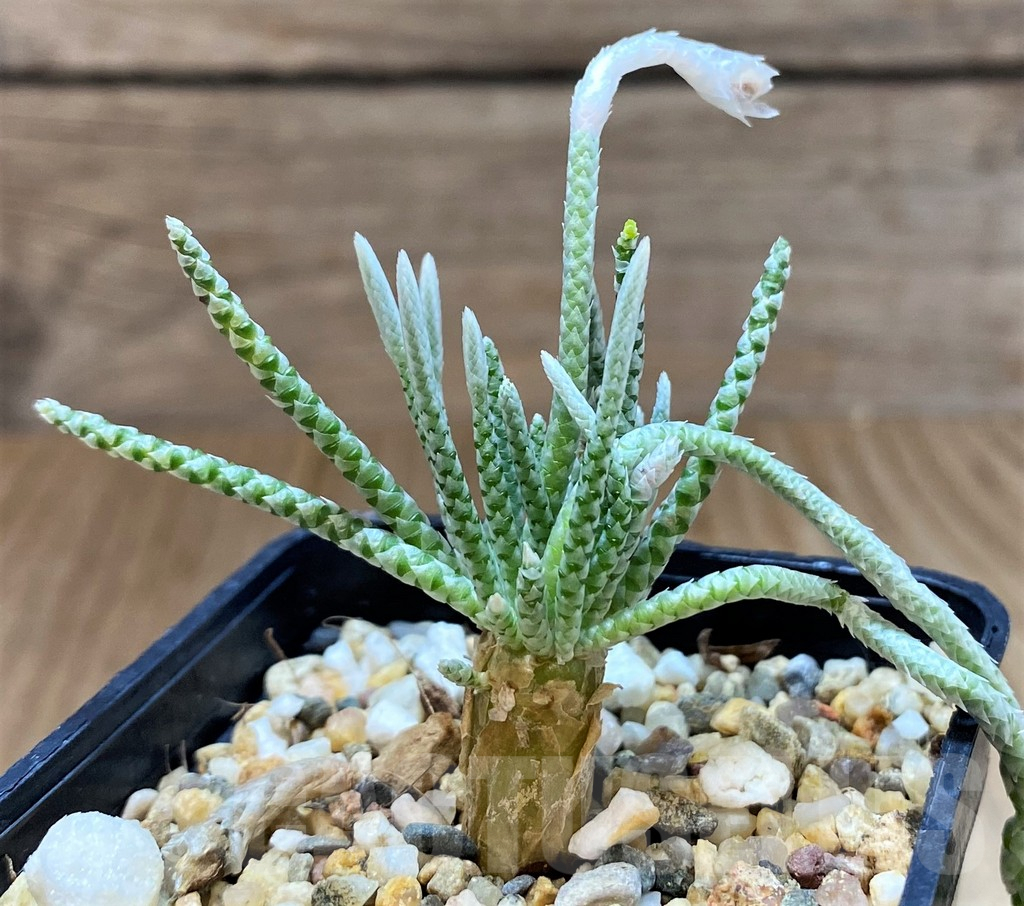 SH4014 Avonia quinaria