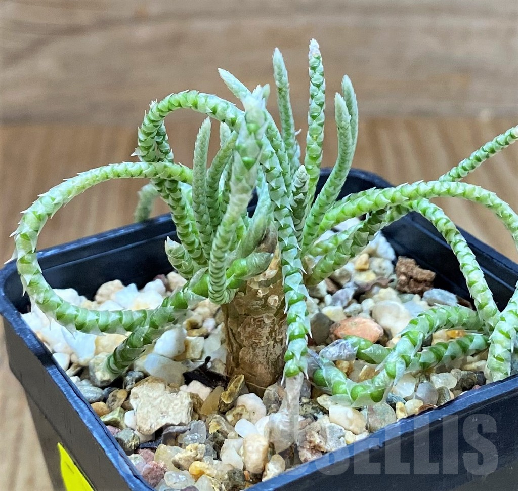 SH4015 Avonia quinaria