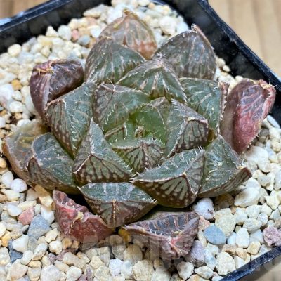 SH4185 Haworthia 'Mirrorball' hybrid