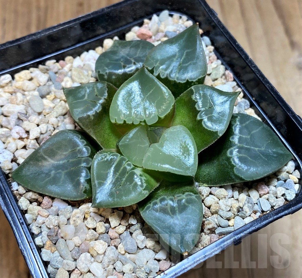 SH4192 Haworthia bayeri 'Fire Phoenix' - Image 2