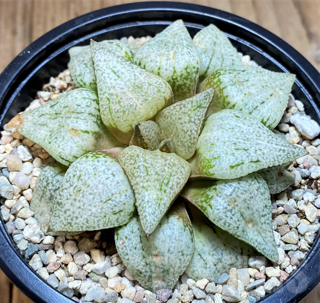 SH4202 Haworthia picta 'Spring Snow'