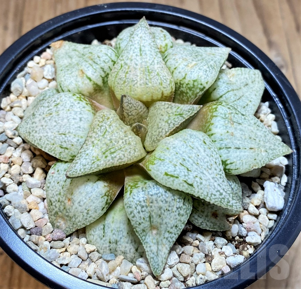 SH4202 Haworthia picta 'Spring Snow' - Image 2