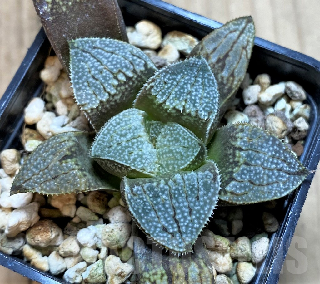 SH4151 Haworthia 'Yuki No Sato' hybrid