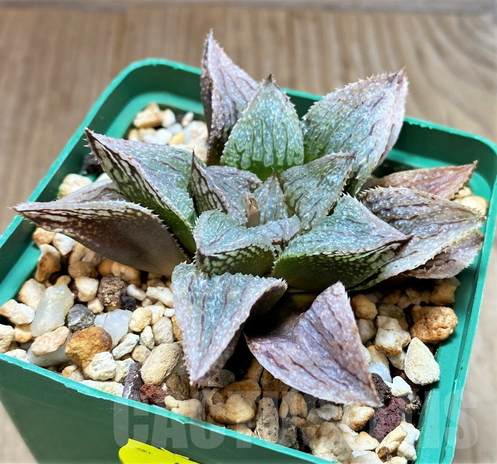 SH4160 Haworthia ’La vie rose’ HKCX 12 - Image 2